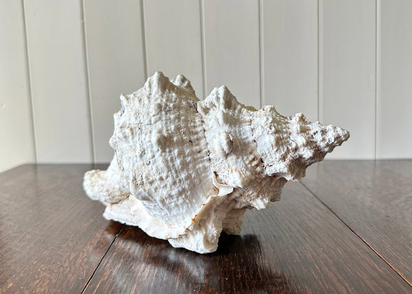 Old Conch Shell, Tutufa Rubeta