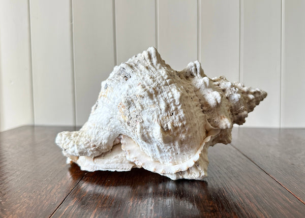Old Conch Shell, Tutufa Rubeta