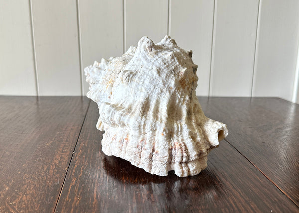 Old Conch Shell, Tutufa Rubeta