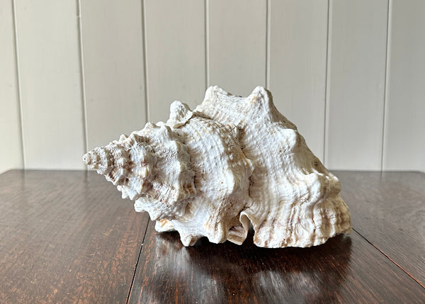 Old Conch Shell, Tutufa Rubeta