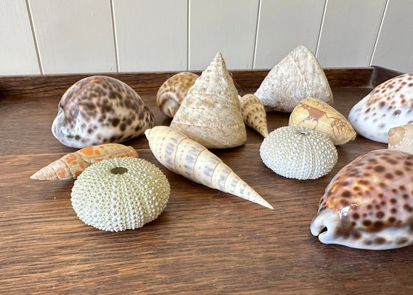 x13 Various Sea Shells