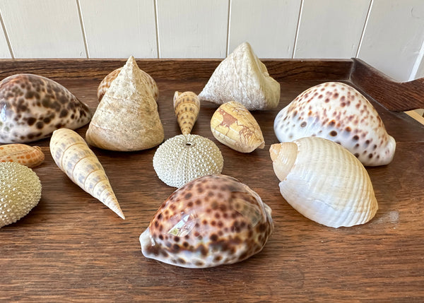 x13 Various Sea Shells