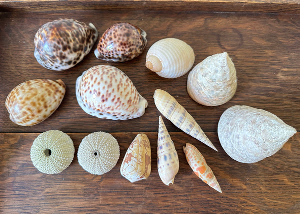 x13 Various Sea Shells