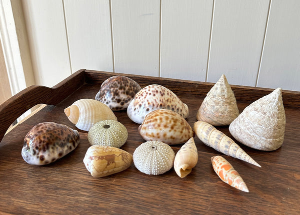x13 Various Sea Shells