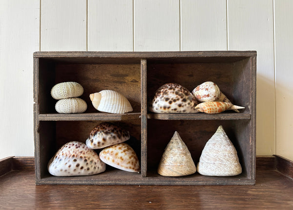 x13 Various Sea Shells