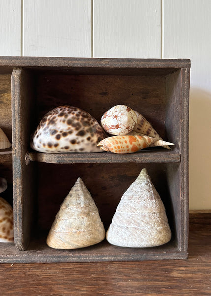 x13 Various Sea Shells