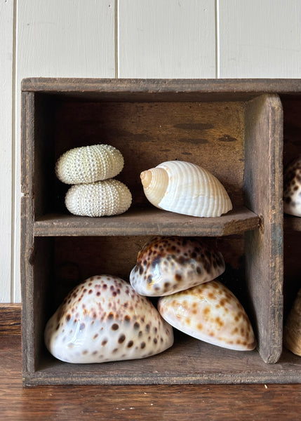 x13 Various Sea Shells