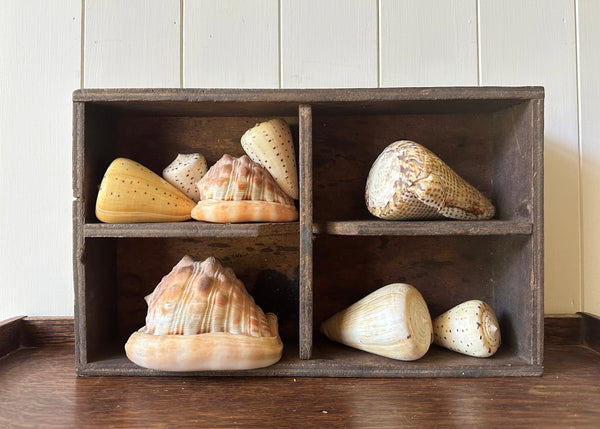 x8 Various Sea Shells