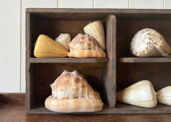 x8 Various Sea Shells