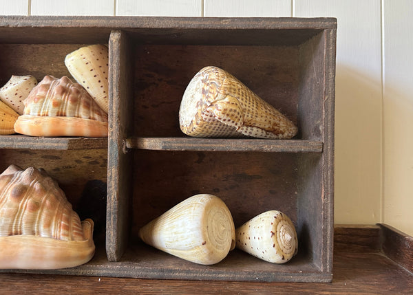 x8 Various Sea Shells