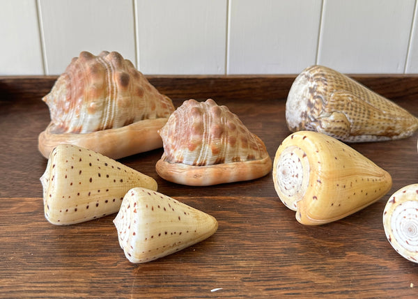 x8 Various Sea Shells