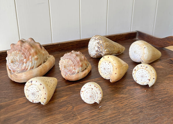 x8 Various Sea Shells