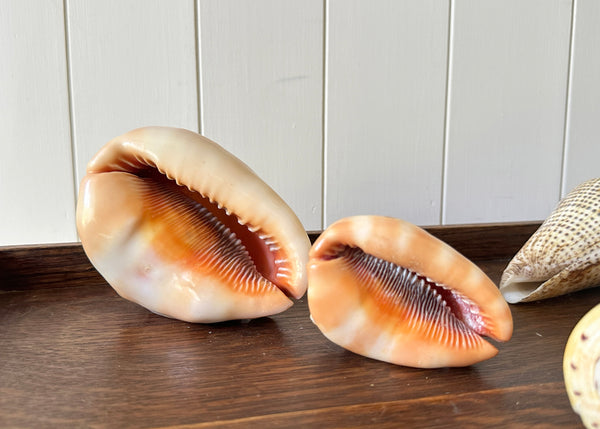 x8 Various Sea Shells