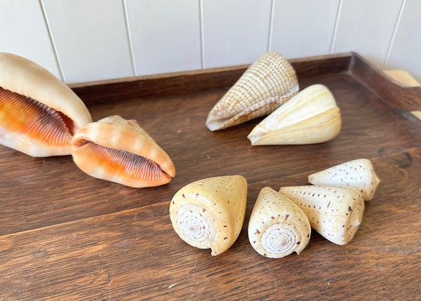 x8 Various Sea Shells