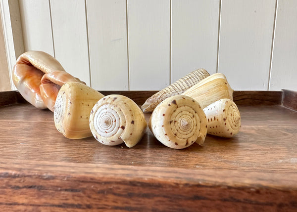 x8 Various Sea Shells