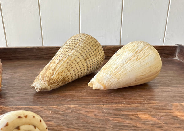 x8 Various Sea Shells