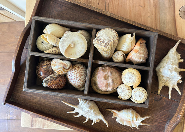 x13 Various Sea Shells