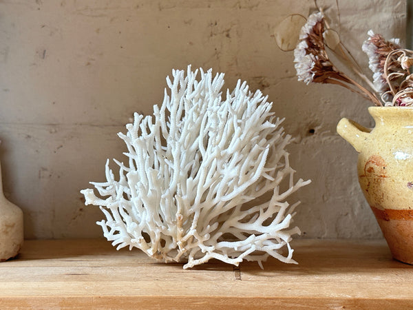 Birds Nest Sea Coral Specimen