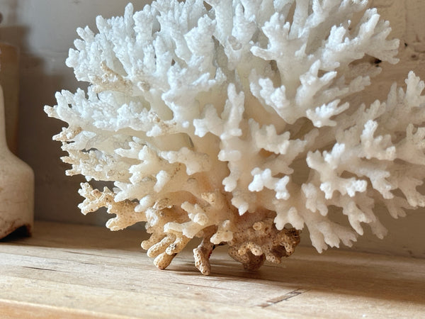 Tree Finger Sea Coral Specimen