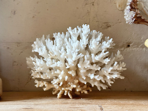 Tree Finger Sea Coral Specimen