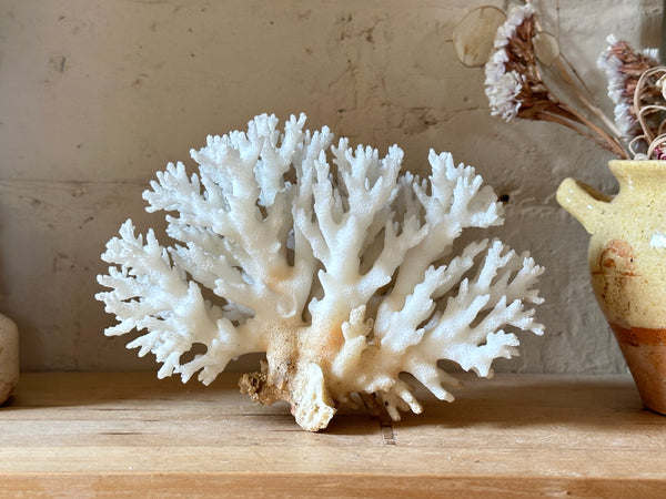 Tree Finger Sea Coral Specimen