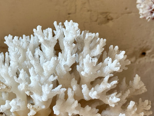Tree Finger Sea Coral Specimen