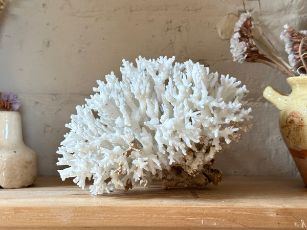 Tree Finger Sea Coral Specimen