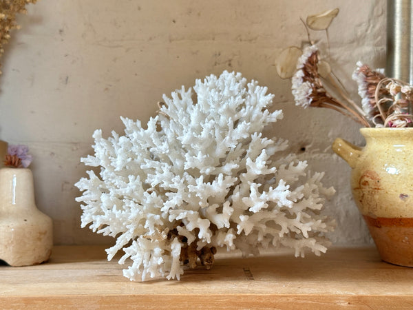 Tree Finger Sea Coral Specimen