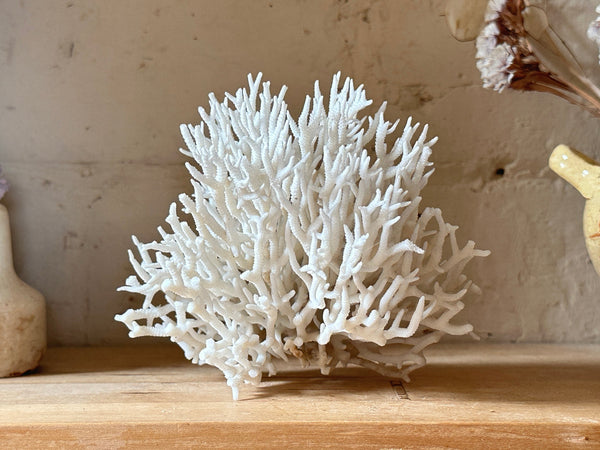 Birds Nest Sea Coral Specimen