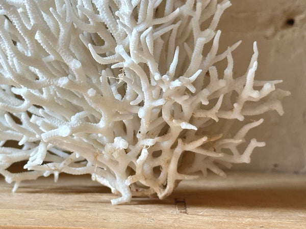 Birds Nest Sea Coral Specimen
