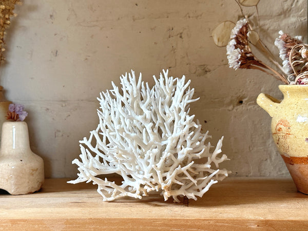 Birds Nest Sea Coral Specimen