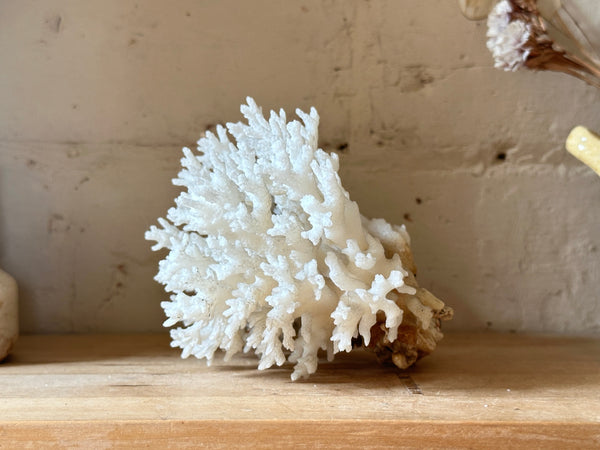 Tree Finger Sea Coral Specimen