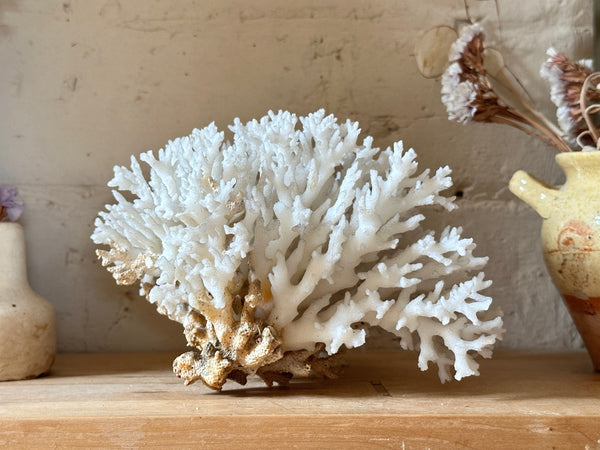 Tree Finger Sea Coral Specimen