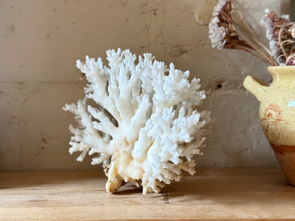Tree Finger Sea Coral Specimen