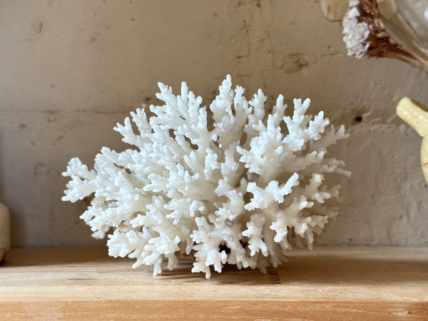 Tree Finger Sea Coral Specimen