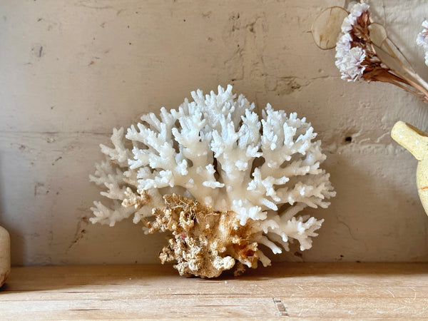 Tree Finger Sea Coral Specimen