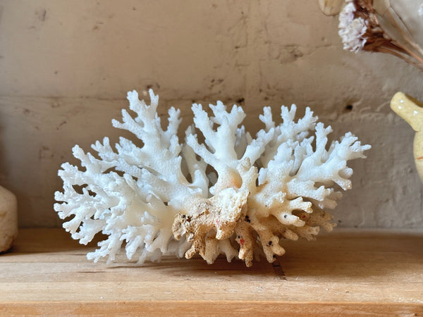 Tree Finger Sea Coral Specimen