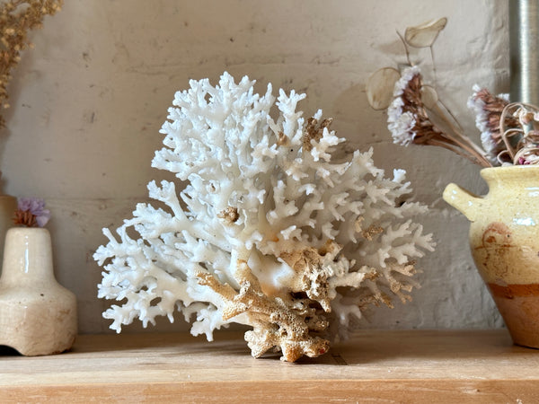 Tree Finger Sea Coral Specimen