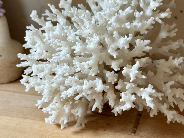 Tree Finger Sea Coral Specimen