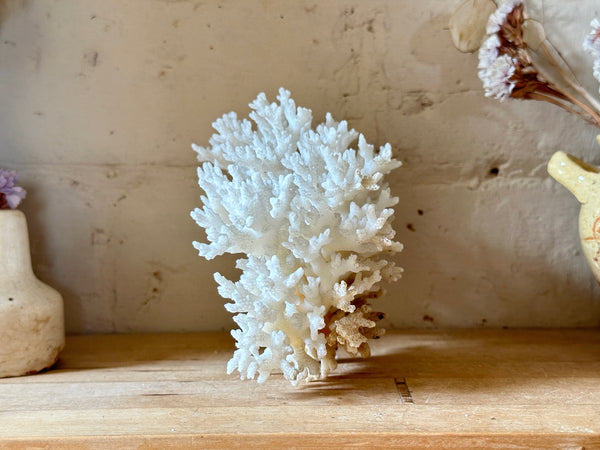 Tree Finger Sea Coral Specimen