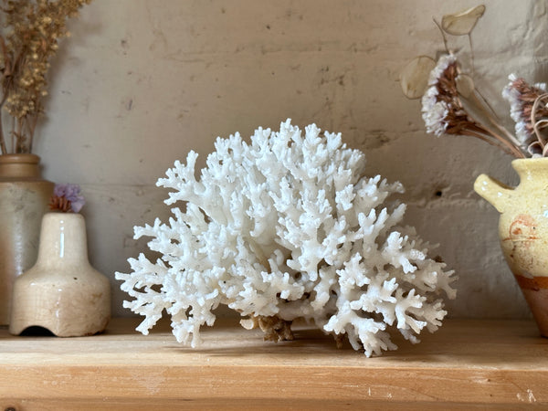 Tree Finger Sea Coral Specimen