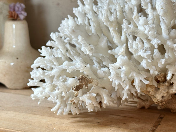 Tree Finger Sea Coral Specimen