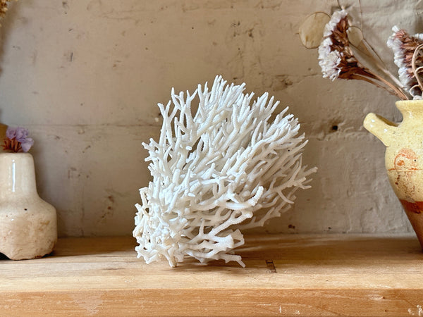 Birds Nest Sea Coral Specimen