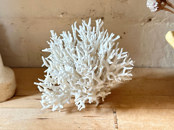 Birds Nest Sea Coral Specimen