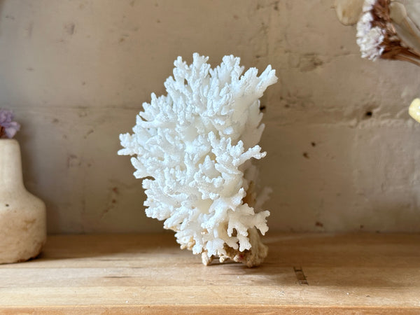 Tree Finger Sea Coral Specimen