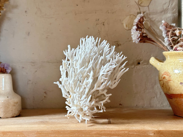 Birds Nest Sea Coral Specimen