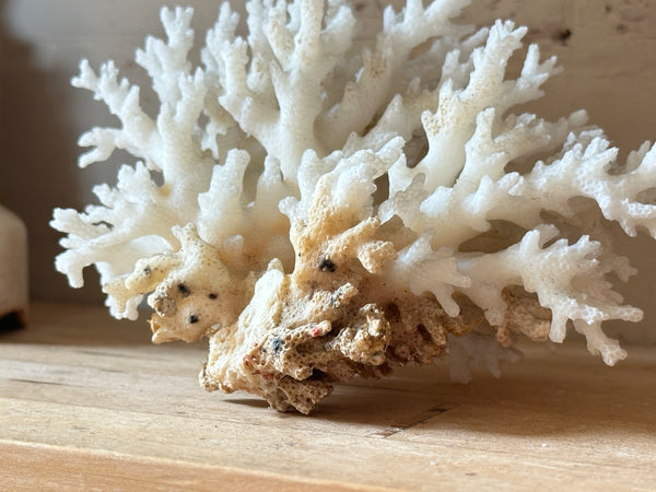 Tree Finger Sea Coral Specimen