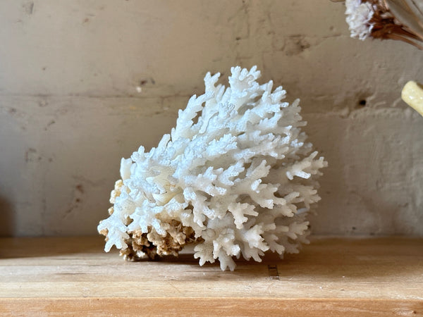 Tree Finger Sea Coral Specimen
