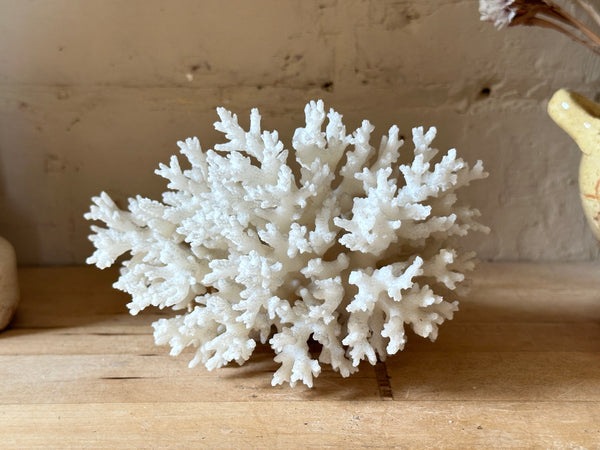 Tree Finger Sea Coral Specimen
