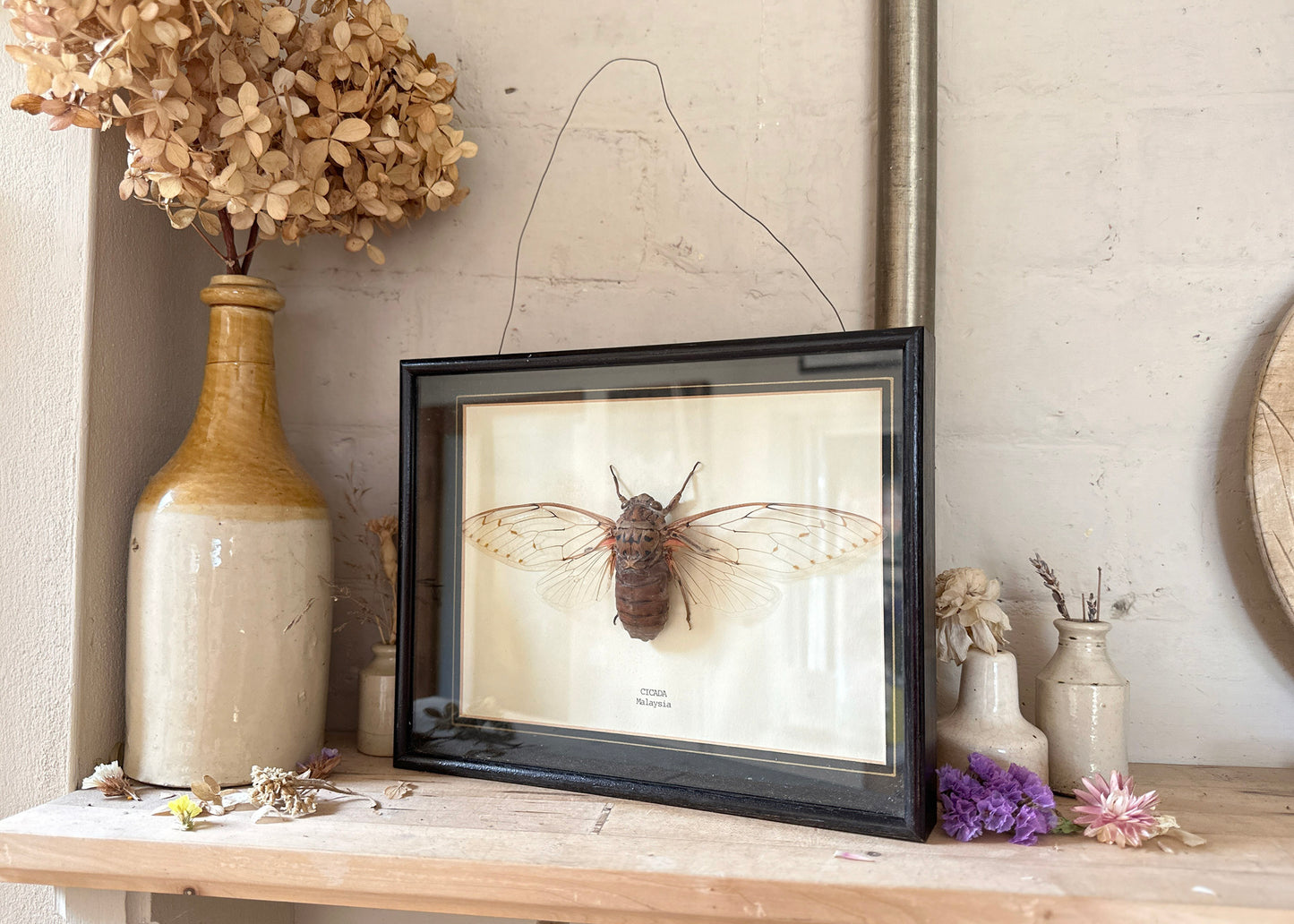 Framed Cicada Specimen